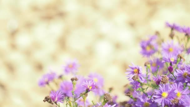 Seasons, October. Autumn flowers in the garden swing in the wind. Close - up shooting. — Stock Footage Seasons October Autumn Flowers Garden Swing Wind Close Shooting Royalty Free Stock Video