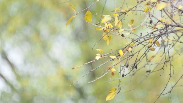 Sezóna Podzim Vadlé Třešňové Listy Houpají Větru Větvích Bokeh — Stock video