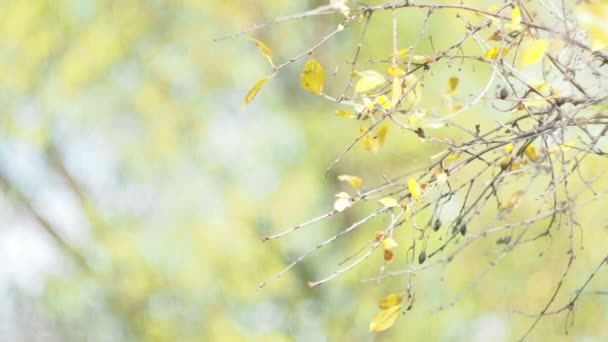 Sezony Jesień Uwięzione Liście Wiśni Kołyszące Się Wietrze Gałęziach Bokeh — Wideo stockowe