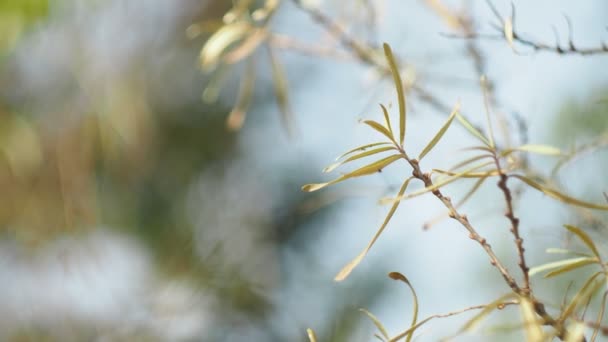 Jahreszeiten Herbst Sanddornblätter Auf Den Zweigen Wiegen Sich Wind Oktober — Stockvideo