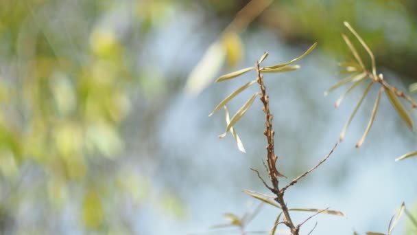 Jahreszeiten Herbst Sanddornblätter Auf Den Zweigen Wiegen Sich Wind Oktober — Stockvideo