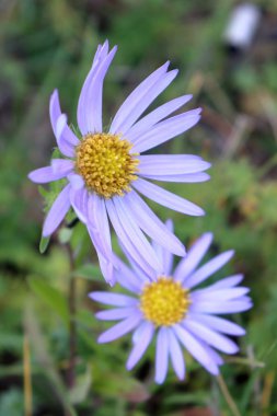 Bir menekşe papatyası, aster alpinus mavi daimi yıl