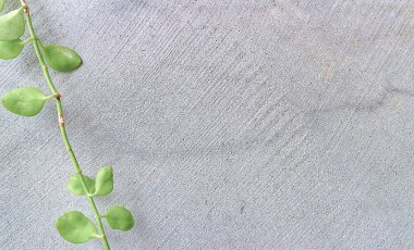 gri arka plan çıplak çimento duvar yeşil dağcı sarmaşık 