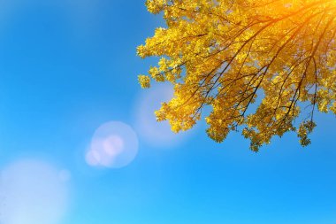 Sonbahar parkta renkli yaprakları / sonbahar yaprakları gökyüzü arka plan