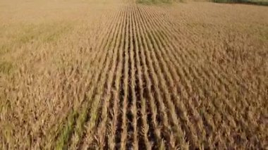 Olgun ve solmuş mısır tarlaları üzerinde alçaktan uçan insansız hava aracı. Kırsal alan, çiftlik. Yaz sonbahar sezonu. Tarım gıda üretimi, yukarıdan plantasyon, ekin hasadı dokusu, büyüyen tarım arazisi