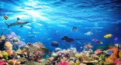 Картина, постер, плакат, фотообои "подводная сцена с коралловым рифом и экзотическими рыбами
", артикул 199206346