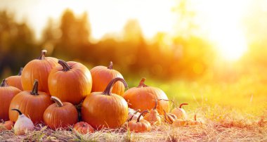Thanksgiving - Ripe Pumpkins In Field At Sunset clipart