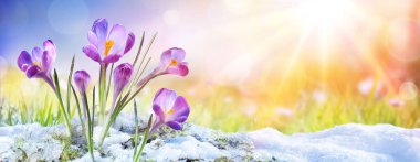 Springtime - Crocus Flower Growth In The Snow With Sunbeam clipart