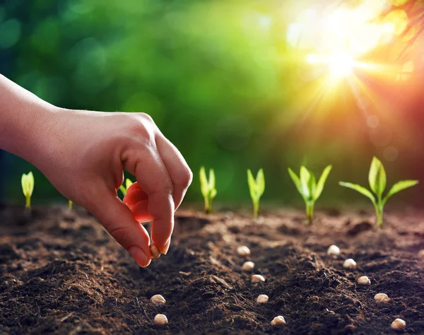 Manos Plantando Las Semillas Suciedad —  Fotos de Stock