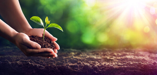 Hands Planting The Seedlings Into The Ground