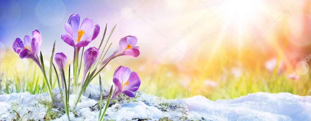 Springtime - Crocus Flower Growth In The Snow With Sunbeam