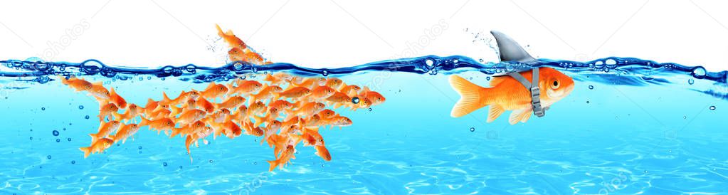 Business - Leadership And Teamwork Concept - Goldfish With Fin Shark And Followers Group Of Small Fishes