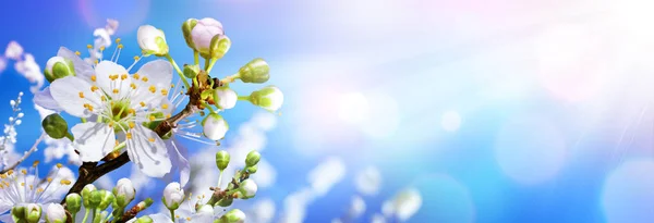 Virágzó Tavaszi Mandula Bimbózó Sunny Sky — Stock Fotó