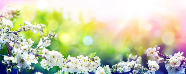 Fioritura Primavera Con Colori Tendenza Tavolozza Fiori Mandorlo Sfondo Sfocato — Foto Stock