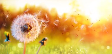 Dandelion In Field At Sunset - Freedom to Wish clipart