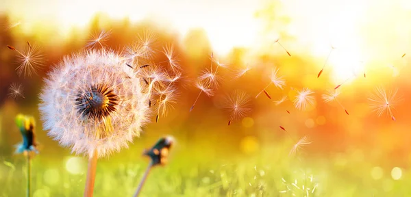 日落时的田野里的 Dandelion 愿望的自由 — 图库照片