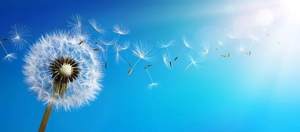 Dandelion Seeds Blowing Away Blue Sky — Stock Photo, Image