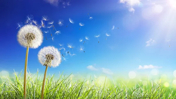 Одуванчики Ветром Поле Семена Цветущие Голубом Небе — стоковое фото