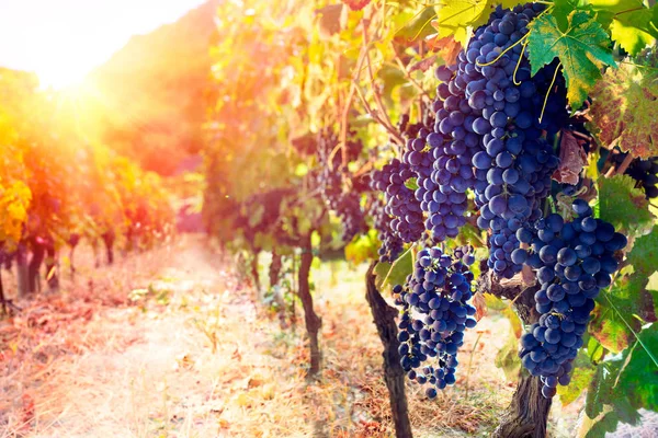 Rote Trauben Weinberg Bei Sonnenuntergang — Stockfoto