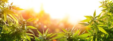 Gün batımında Çiçekli Esrar - Sativa Bitkisi - Yasal Marihuana