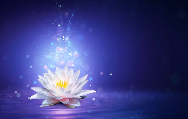 Magische Lotusblume Mit Feenlicht Wunder Und Mysterienkonzept — Stockfoto