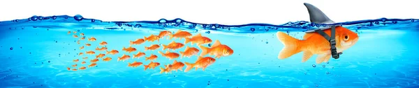 Negócio Trabalho Equipe Conceito Liderança Goldfish Com Barbatana Tubarão Seguidores — Fotografia de Stock