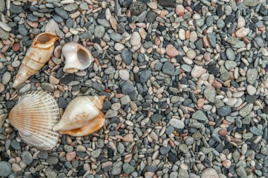 Gün ışığında deniz kabukları fotoğraflanmış küçük taşlar serpiştirilmiş..