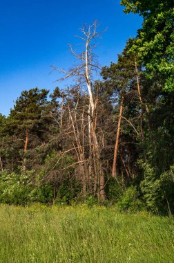 Ormanın kenarındaki kuru ağaçlar, sabah yanal güneş ışığıyla fotoğraflanmış..