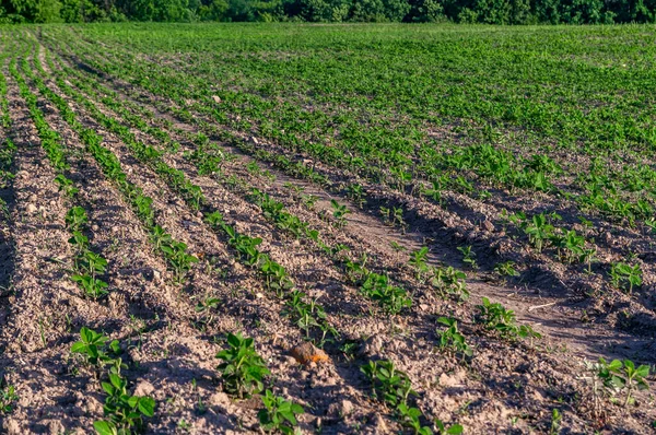 Genç soya filizleri endüstriyel olarak Ukrayna 'da ekildi ve sabahın erken saatlerinde fotoğraflandı. Tarım arazisi, arazi arazisi..