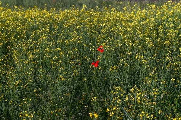 Makowe Kwiaty Polu Sfotografowane Rano Nadaje Się Pocztówek — Zdjęcie stockowe