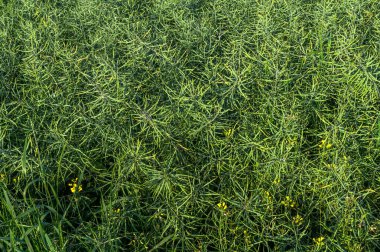 Olgunlaşan bir yolda tecavüz tarlası. Tahıl dolu kolza tohumları. Sabah vuruldu..