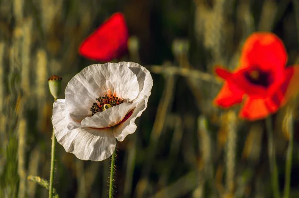 Poppy Albino. White poppy flower among red flowers. Photographed in the early morning in the lateral light.SONY DSC