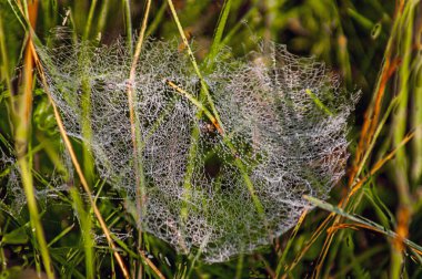 Çiğ damlaları ile kaplı bir çim çalılığı içinde bir örümcek ağı tuzağı; sabah erken saatlerde gün ışığında fotoğraflandı. Lovushka iz pautiny v zaroslyakh travy, pokrytaya kaplyami rosy; sfotografirovano rannim utrom pri solnechnom osveshchenii. 