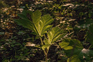 SONY DSC Ormandaki ışık oyunu, bir bitkinin yaprakları üzerinde bir güneş ışığı, Yazın erken saatlerinde, parlak güneşin altında yatay olarak fotoğraflandı.