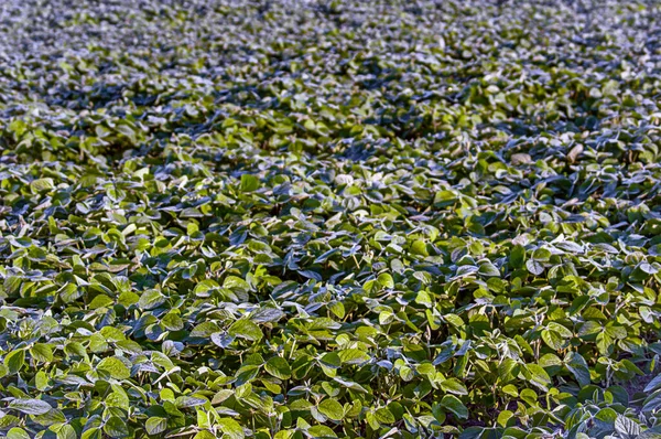 Sony Dsc Brotes Soja Con Las Gotas Rocío Más Pequeñas — Foto de Stock