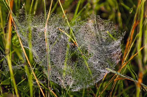 Çiğ damlaları ile kaplı bir çim çalılığı içinde bir örümcek ağı tuzağı; sabah erken saatlerde gün ışığında fotoğraflandı. Lovushka iz pautiny v zaroslyakh travy, pokrytaya kaplyami rosy; sfotografirovano rannim utrom pri solnechnom osveshchenii. 