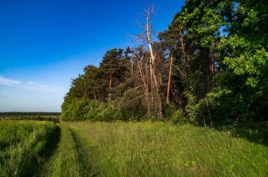 Ukraine, the edge of a forest with a dry tree, photographed horizontally in the summer during the day, sunlight from above. clipart