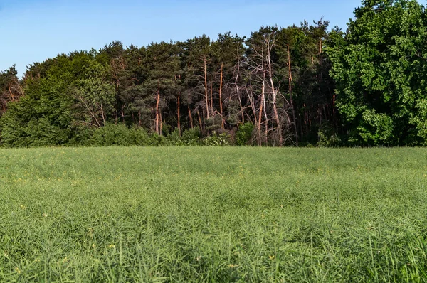 Ukraine, a rapeseed field and the edge of a forest with a dry tree, photographed horizontally in the summer during the day, sunlight from above.