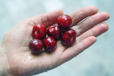 Ukrayna. Kadın elinde taze kirazlar, yukarıdan çekilmiş, gün ışığında, yazın gölgede..                     