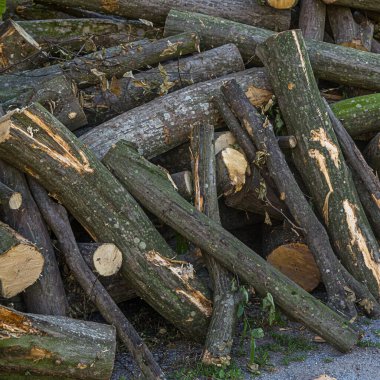 Ukrayna - yaz, yakacak odun olarak kesilmiş bahçe ağaçları ve yere fırlatılmış, güneşli havada yatay olarak fotoğraflanmış..