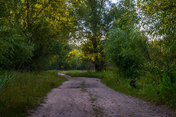 Oekraïne Noorden Zomer Bosweg Horizontaal Gefotografeerd Ochtend — Stockfoto