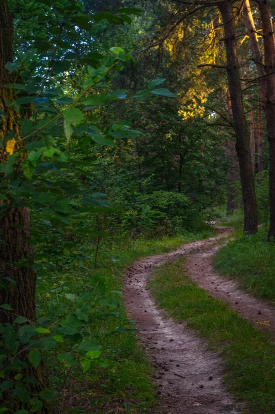 Oekraïne Noorden Zomer Bosweg Horizontaal Gefotografeerd Ochtend — Stockfoto