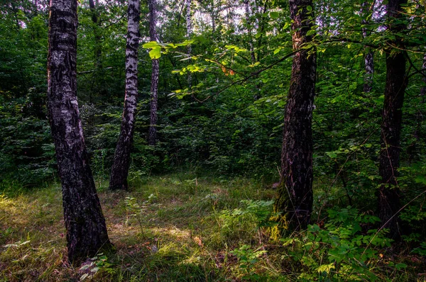 Northern Ukraine Summer Period Foliage Trees Fancifully Illuminated Side Light — Stock Photo, Image
