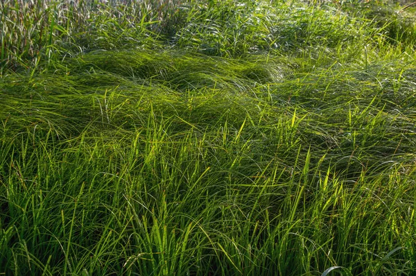 Ucrania Verano Densa Hierba Verde Prado Fotografiado Con Clima Soleado Fotos de stock libres de derechos