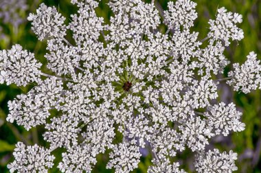 Ukrayna ülkenin kuzeyindedir. Bir kiriş çiçeğinin yakın çekimi, yaz aylarında yatay olarak sabah güneşinde çekilmiş..