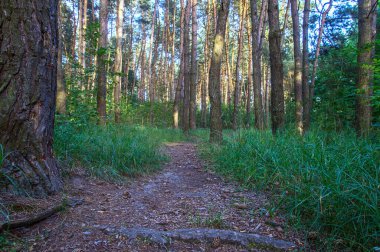 Ülkenin kuzeyi Ukrayna - çam kozalaklarıyla kaplı ormanın çalılıklarında bir patika, yazın yükselen güneşle birlikte yatay olarak fotoğraflanır..