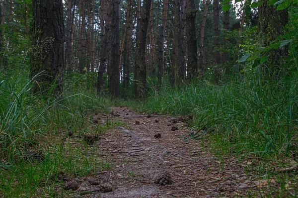 Ucrânia Norte País Caminho Moita Floresta Espalhado Com Cones Pinheiro — Fotografia de Stock