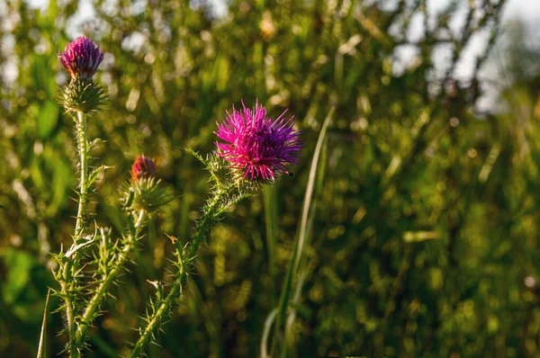 Oekraïne Ligt Ten Noorden Van Het Land Bloemen Stekels Fel — Stockfoto