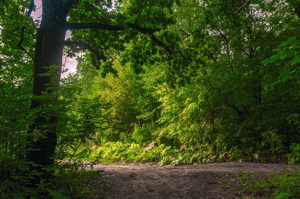 Ten Noorden Van Oekraïne Fotografeerde Een Weg Uit Het Bos — Stockfoto