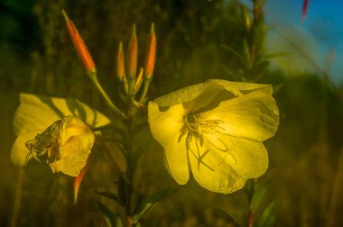 Ukrayna ülkenin kuzeyindedir. Yaprakların üzerinde çiy damlaları olan sıra dışı sarı bir çiçek güneşli bir sabahta yatay aydınlatma ile fotoğraflandı..